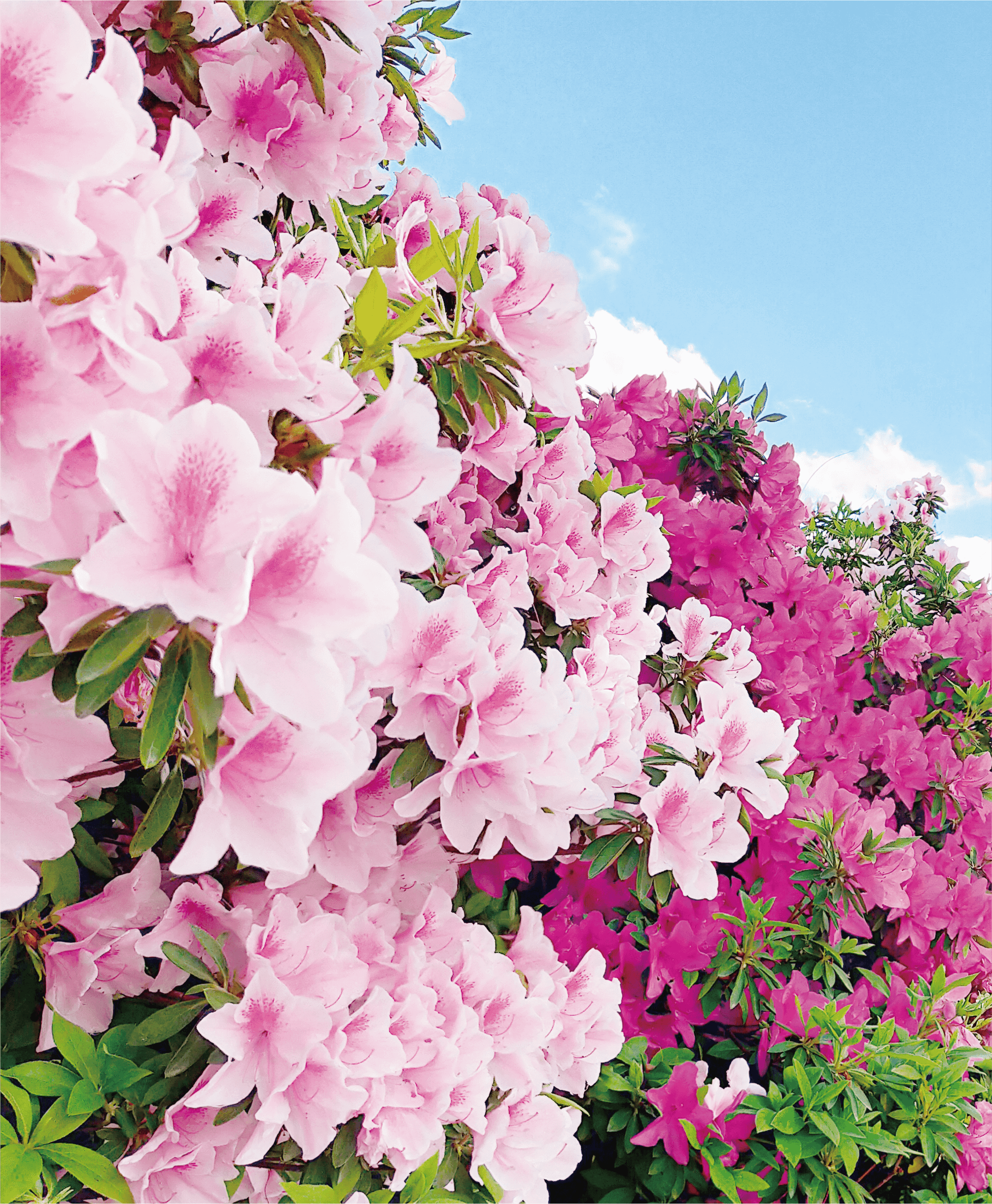 満開のつつじ園